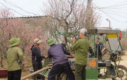 Nghề gom đào sau Tết: Đầu năm bỏ ít vốn, cuối năm lãi “khủng”