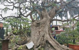 "Cụ" me bonsai trăm tuổi được rao bán gần 200 triệu ở Đồng Nai