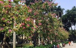 Miền Bắc tăng nhiệt, đầu tuần tới trời mưa giông