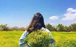 Cánh đồng hoa thì là ở Ninh Thuận vừa mở cửa 4 ngày đã vội vàng đóng cửa do bị khách tham quan giẫm đạp