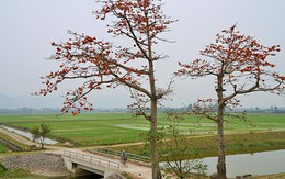 Mê mẩn với hoa gạo nở đỏ rực vùng ngoại thành Hà Nội