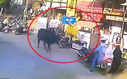 Ăn mặc khiến bò "ngứa mắt", người phụ nữ Ấn Độ bị húc tung lên cao