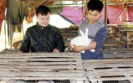 Trở thành triệu phú ở bản nhờ nuôi thỏ trắng Newzeland