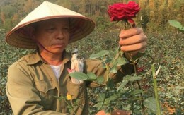 Ông nông dân kiếm 1 tỷ/năm nhờ vườn hoa hồng 11.000 m2