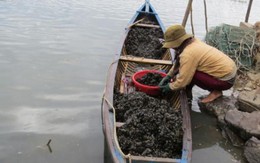 Ngày kiếm 1 triệu đồng nhờ bắt ốc cháy dưới đầm