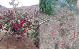 Thông tin mới nhất vụ "cây hoa hồng đắt giá bị đánh cắp bằng ô tô ngay tại nhà"