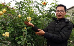 Kỹ sư điện tử thất nghiệp về trồng hoa hồng ngoại “bỏ túi” 100 triệu/năm