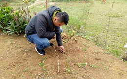 Lời kể đau nhói lòng của chàng trai dân tộc Thái bị trộm cây hồng cổ 20 năm tuổi