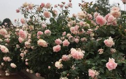4 mẹo cực dễ để sở hữu vườn hồng "chất lừ" của mẹ 7x Thủ đô