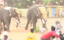 Voi nổi điên giết người điều khiển và tấn công khán giả trong lễ hội