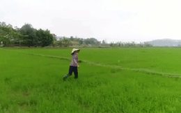 Clip: Bác nông dân bỏ chạy khi thấy flycam tới gần mình khi đang đi thăm lúa