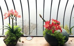 Những chậu hoa lạ trên sân thượng của nữ giám đốc Hà Nội