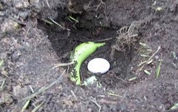 Đặt cả quả trứng xuống đất cùng với một quả chuối chính là bí mật làm vườn siêu tuyệt vời