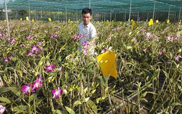 Chàng trai 9X cất bằng kỹ sư về quê làm giàu bằng vườn hoa lan Denrobium thuần chủng