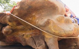 Gốc cây cổ thụ 100 năm tuổi giá hơn 2 tỷ đồng ở Đồng Tháp