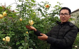 Kiếm trăm triệu mỗi năm nhờ nhân giống hoa hồng ngoại