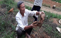Mang cây dại về vườn, tốn có tí phân, thu 200 triệu/năm