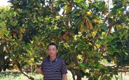 Lãi 300 triệu đồng/năm từ...vườn tiêu chết