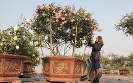 Đại gia đặt cả chậu hoa hồng giá trăm triệu dịp 8/3, cô gái 9X thu cả tỷ đồng từ vườn hồng cổ
