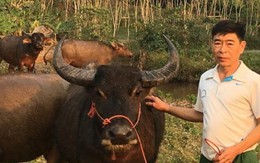Thu nhập hàng trăm triệu đồng mỗi năm nhờ nuôi trâu