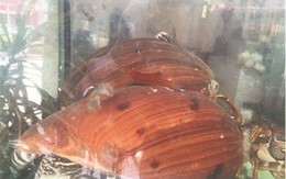 Bỏ 700 ngàn mua ốc nấu ăn, vớ được ngọc quý cả triệu USD