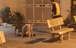 Hà Nội: Chủ nhân đau đớn chứng kiến chó cưng Poodle bị 2 con Pitbull cắn xé tới chết mà chẳng thể làm gì