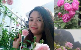 Ban công rực rỡ hoa hồng ai ngắm cũng "phải lòng" của bà mẹ trẻ ở Quảng Ninh