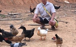 Lão nông người Lào kiếm 150 triệu nhờ nuôi gà đen thả vườn trên đất Điện Biên
