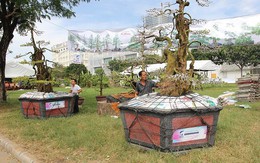 Cận cảnh cặp khế 'đầu voi đuôi chuột' giá 12 tỷ của đại gia Tây Ninh