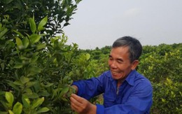 Cụ ông kiếm tiền tỷ từ trồng quất dược liệu