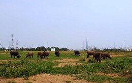 Người đàn ông "sống khỏe" nhờ nghề... chăn trâu giữa trung tâm Sài Gòn