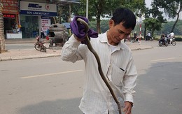 Cư dân Linh Đàm, Hà Nội hoang mang vì 2 lần thấy rắn dài cả mét 'từ trên trời rơi xuống'