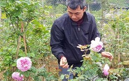Vườn hồng ngoại bạc tỷ ở đèo Vạn Lý của lão nông xứ Lạng