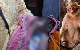 Bị khỉ bắt cóc khi đang ngủ cạnh mẹ, bé 16 ngày tuổi chết thương tâm dưới giếng sâu
