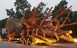 Cây 'quái thú' vi vu trên QL1A: Đắk Lắk phát hiện điều gì?