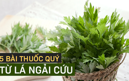 Ngải cứu được xem là 'thảo dược quý' trong sách cổ: 5 cách dùng hiệu quả bạn nên tham khảo