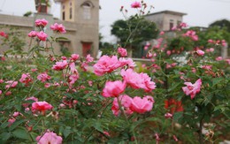 Vườn hồng cổ hàng trăm gốc 'vạn người mê' của anh nông dân Ninh Bình