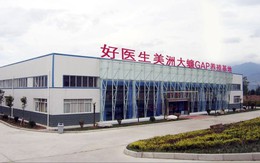 Trang trại nuôi gián lớn nhất thế giới ở Trung Quốc