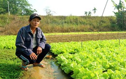 Lão nông thu gần 30 triệu đồng/tháng nhờ trồng rau an toàn