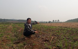 Huyện Nông Cống (Thanh Hoá): Dân khóc ròng vì dự án bò sữa dở dang