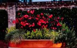 Bạn sẽ không ngờ được vườn sẽ đẹp như thế này nhờ dùng xô chậu nhôm