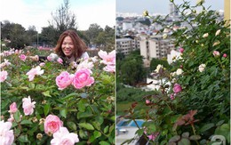 Ngắm ban công chỉ vỏn vẹn 2,2m² nhưng có tới hơn 20 chậu hồng thơm ngát ở Sài Gòn