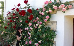 Vườn hồng đẹp như chốn thiên đường ai nhìn cũng mê của mẹ Việt ở Pháp