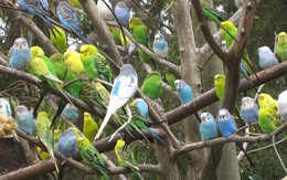 Hé lộ những loài chim nhiệt đới rực rỡ trong vườn chim FLC Vĩnh Phúc