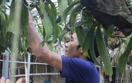 Ngắm vườn lan rừng tiền tỷ của cử nhân bỏ phố về quê làm nông dân