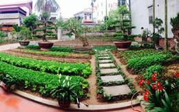 Cô giáo tiểu học mua 90 khối đất về cải tạo vườn rau đẹp như công viên