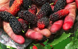 Vườn dâu bạt ngàn màu đỏ của nông dân Thủ đô vào mùa thu hoạch