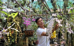 Ngất ngây với vườn lan rừng 3 tỷ đồng ở Lâm Đồng
