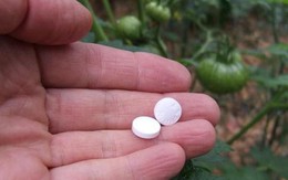 Vô tình "đánh rơi" thuốc Aspirin xuống vườn, vài tuần sau cô gái bất ngờ vì rau lên tốt ngập