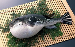 Ở Việt Nam cá nóc khiến nhiều người "sởn gai ốc", sang Nhật lại biến thành món ăn cao cấp giá nghìn đô